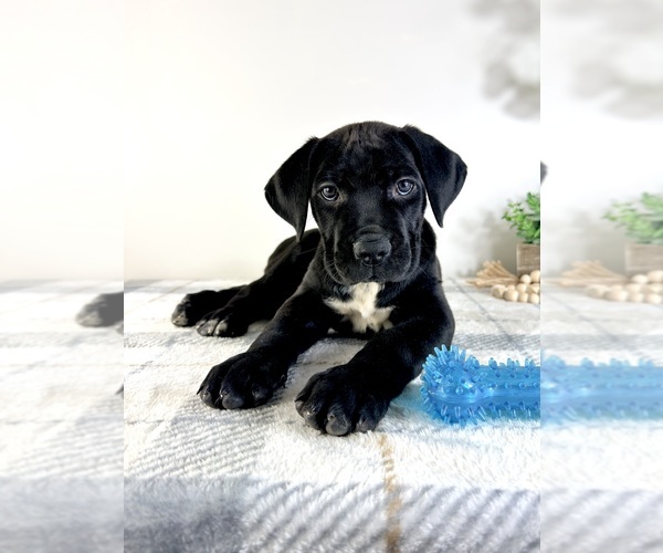 Medium Photo #3 Cane Corso Puppy For Sale in GREENFIELD, IN, USA