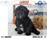 Small Photo #69 ShihPoo Puppy For Sale in GOSHEN, IN, USA