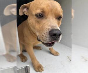 American Pit Bull Terrier-Unknown Mix Dogs for adoption in Houston, TX, USA