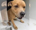 Small American Pit Bull Terrier Mix