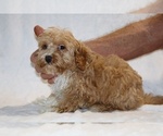 Small #16 Cockapoo (Miniature)