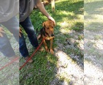 Small #1 Doberman Pinscher-German Shepherd Dog Mix
