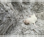 Small #9 Pomeranian