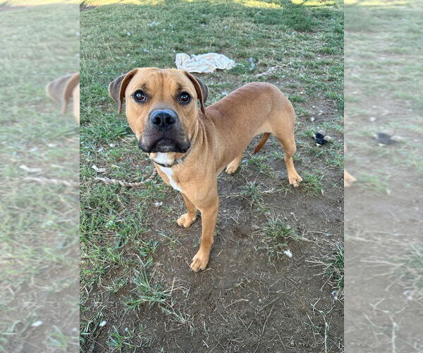 Medium Photo #5 Boxer-Unknown Mix Puppy For Sale in Evansville, IN, USA