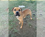 Small #4 Boxer Mix