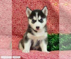 Siberian Husky Puppy for sale in CINCINNATI, OH, USA
