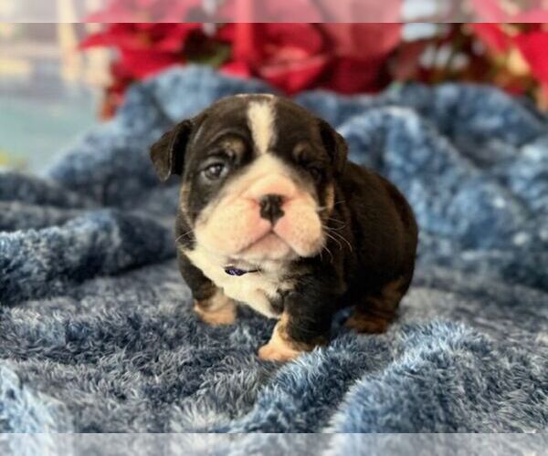 Medium Photo #4 English Bulldog Puppy For Sale in OOLOGAH, OK, USA