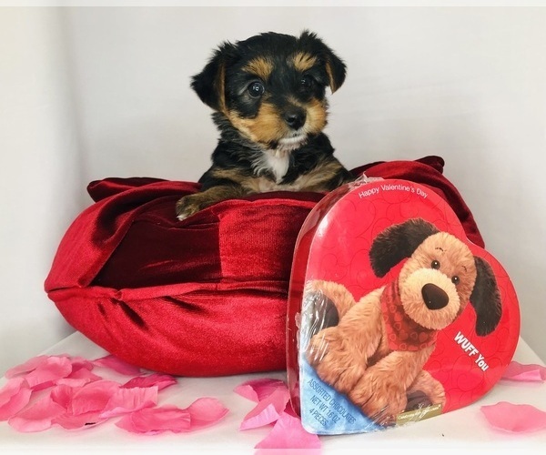 Medium Photo #5 Yorkshire Terrier Puppy For Sale in BRENTWOOD, TN, USA