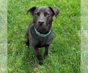 American Pit Bull Terrier-Labrador Retriever Mix Dogs for adoption in RIO RANCHO, NM, USA