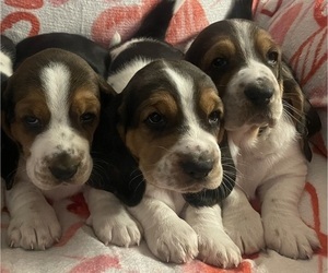 Basset Hound Litter for sale in OKMULGEE, OK, USA