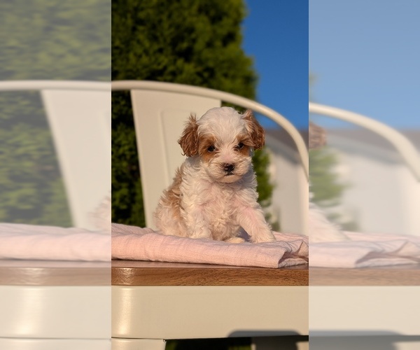 Medium Photo #14 Cavapoo (Miniature) Puppy For Sale in GOSHEN, IN, USA