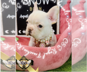 French Bulldog Puppy for sale in ATHENS, GA, USA