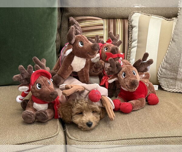 Medium Photo #4 Labrador Retriever Puppy For Sale in Mundelein, IL, USA