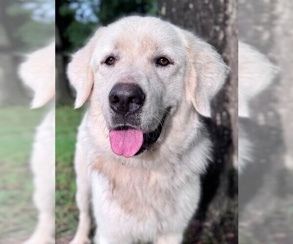 Medium Photo #5 Great Pyrenees Puppy For Sale in Spring, TX, USA