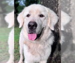 Small #4 Great Pyrenees