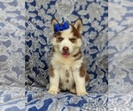 Small Photo #6 Pomsky Puppy For Sale in PEACH BOTTOM, PA, USA