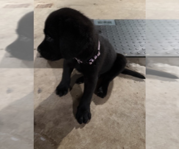 Medium Photo #5 Mastador Puppy For Sale in DAYTON, TN, USA