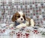 Small #3 Cavalier King Charles Spaniel