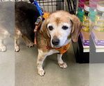 Small #1 Beagle