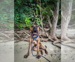 Small #7 Presa Canario Mix