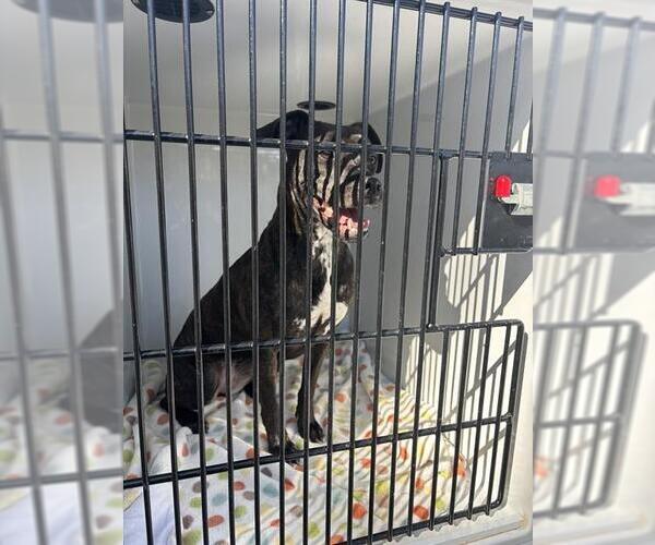 Medium Photo #1 Black Mouth Cur-Unknown Mix Puppy For Sale in Sanford, FL, USA