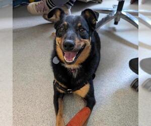 Mutt Dogs for adoption in Alameda, CA, USA