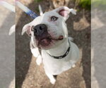 Small Photo #7 American Pit Bull Terrier-Unknown Mix Puppy For Sale in Germantown, OH, USA