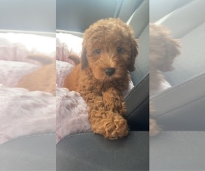 Goldendoodle (Miniature) Puppy for sale in FORT LAUDERDALE, FL, USA
