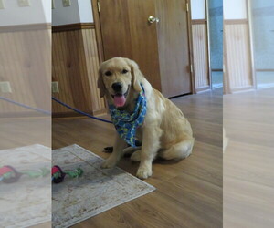 Golden Retriever Puppy for sale in MECHANICSVILLE, MD, USA