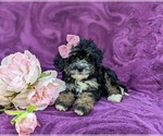 Small Photo #6 Bernedoodle (Miniature) Puppy For Sale in OXFORD, PA, USA