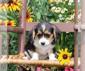 Cavapoo-Pembroke Welsh Corgi Mix Puppy for sale in OXFORD, PA, USA