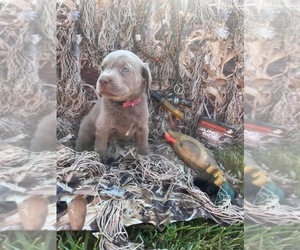 Labrador Retriever Puppy for sale in CAMARGO, IL, USA