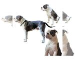 Small Photo #1 Alapaha Blue Blood Bulldog Puppy For Sale in NEWVILLE, PA, USA