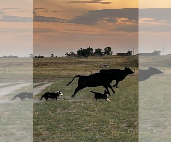 Medium Photo #1 Border Collie Puppy For Sale in KEENESBURG, CO, USA