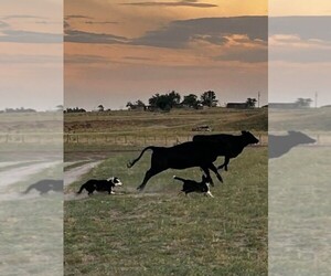 Father of the Border Collie puppies born on 09/06/2026