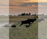 Small Photo #1 Border Collie Puppy For Sale in KEENESBURG, CO, USA