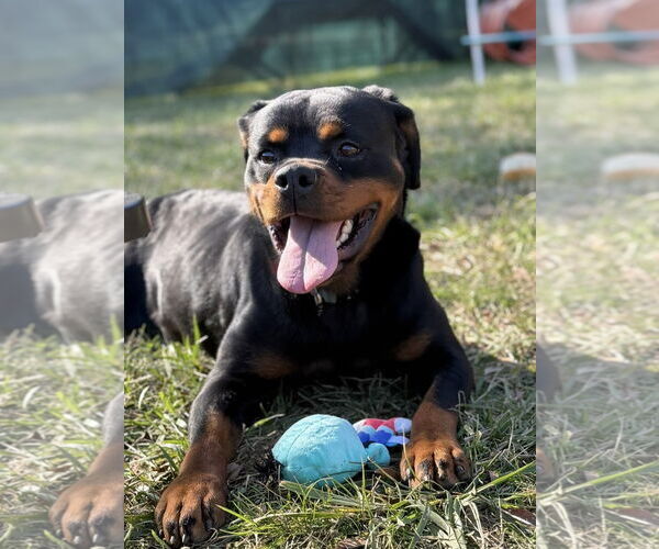 Medium Photo #1 Rottweiler Puppy For Sale in Mooresville, NC, USA