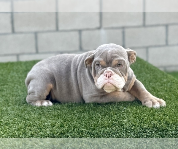 Medium Photo #1 English Bulldog Puppy For Sale in PORTOLA VALLEY, CA, USA