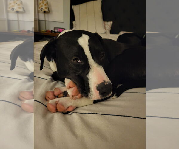 Medium Photo #5 American Staffordshire Terrier-Unknown Mix Puppy For Sale in San Juan Capistrano, CA, USA