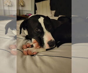 Wedge - Female American Staffordshire Terrier-Unknown Mix Dog for Adoption - Photo #5