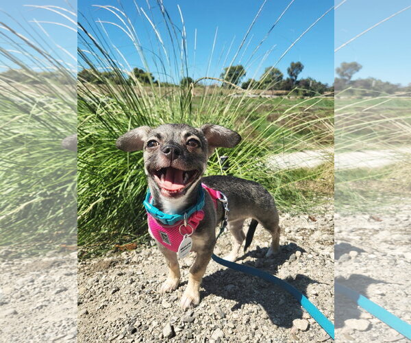 Medium Photo #2 Chihuahua-Unknown Mix Puppy For Sale in San Jose, CA, USA