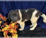 Small Photo #48 Newfoundland Puppy For Sale in AURORA, IN, USA