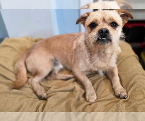 Cairn Terrier-Unknown Mix Dogs for adoption in Lakewood, CO, USA