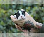 Image preview for Ad Listing. Nickname: Boston Terriers