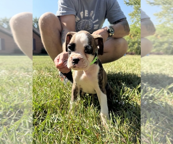 Medium Photo #1 Boxer Puppy For Sale in SCOBEY, MS, USA