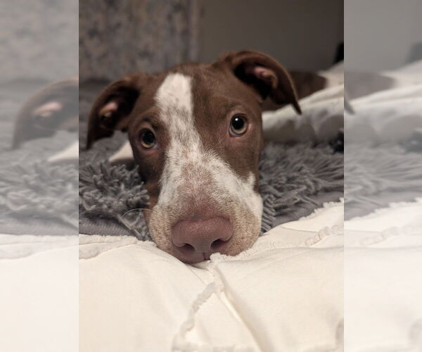 Medium Photo #5 Mutt Puppy For Sale in Oak Bluffs, MA, USA