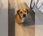 Small #9 Mutt