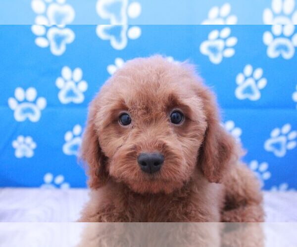 Medium Photo #2 Goldendoodle Puppy For Sale in MARIETTA, GA, USA