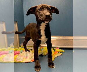 Rhodesian Ridgeback-Unknown Mix Dogs for adoption in Conroe, TX, USA