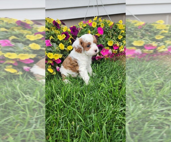Medium Photo #6 Cavapoo (Toy) Puppy For Sale in GREENWOOD, WI, USA